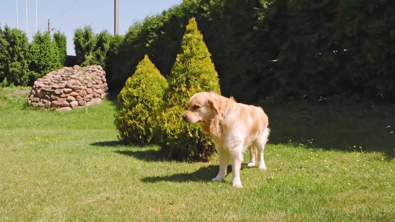 金毛猎犬站在绿色的草坪背景上环顾四周。纯种繁殖。高贵的美丽。最好的朋友概念。缓慢的运动。家庭宠物。最善良的品种。大的小狗。高画质4K视频素材