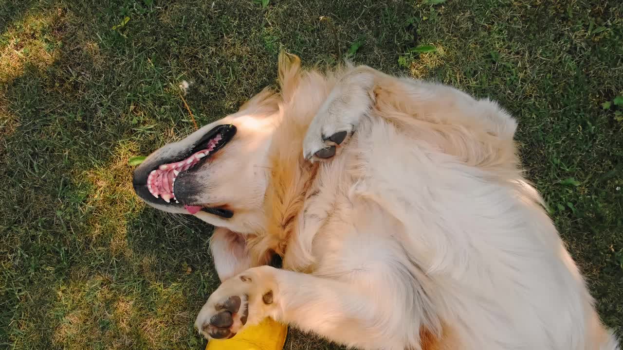 这只娇惯的金毛猎犬躺在后院的绿草地上。户外嬉戏的宠物俯视图。和家畜在一起的有趣时光。快乐的狗。友谊的概念。夏天的活动视频素材