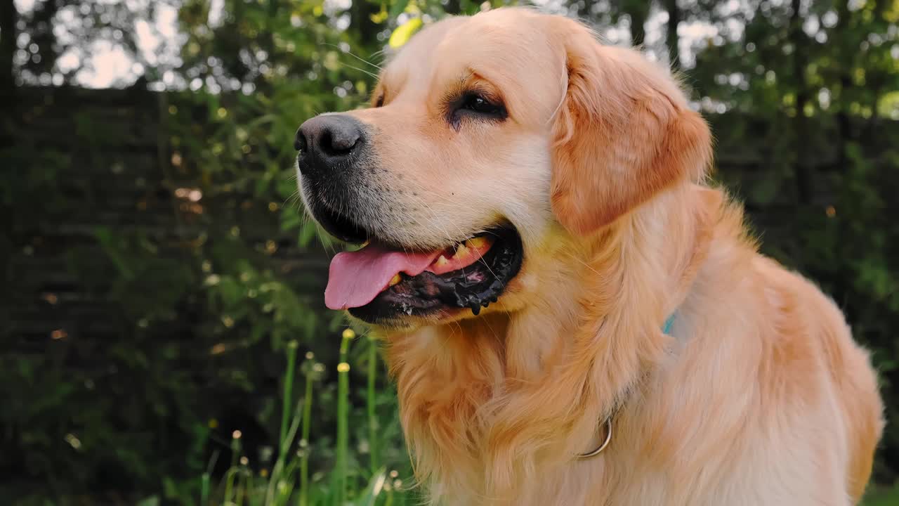 在后院的背景下，这只金毛猎犬张开嘴呼吸急促。牙齿和粉红色的舌头。家养宠物在户外很热。炎热的夏日概念。动物的特写肖像。4 k视频素材