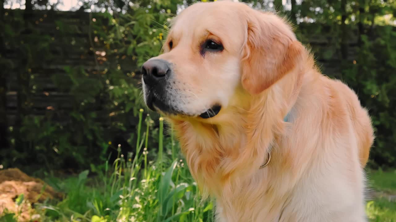 在后院的背景下，这只金毛猎犬张开嘴呼吸急促。牙齿和粉红色的舌头。家养宠物在户外很热。炎热的夏日概念。动物的特写肖像。4 k视频素材