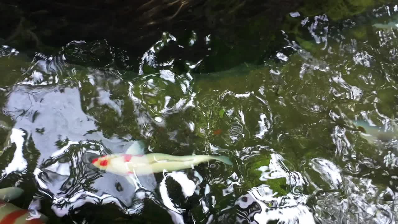 池塘里的花式鲤鱼或锦鲤。自然公园温泉中的水生动物。视频下载