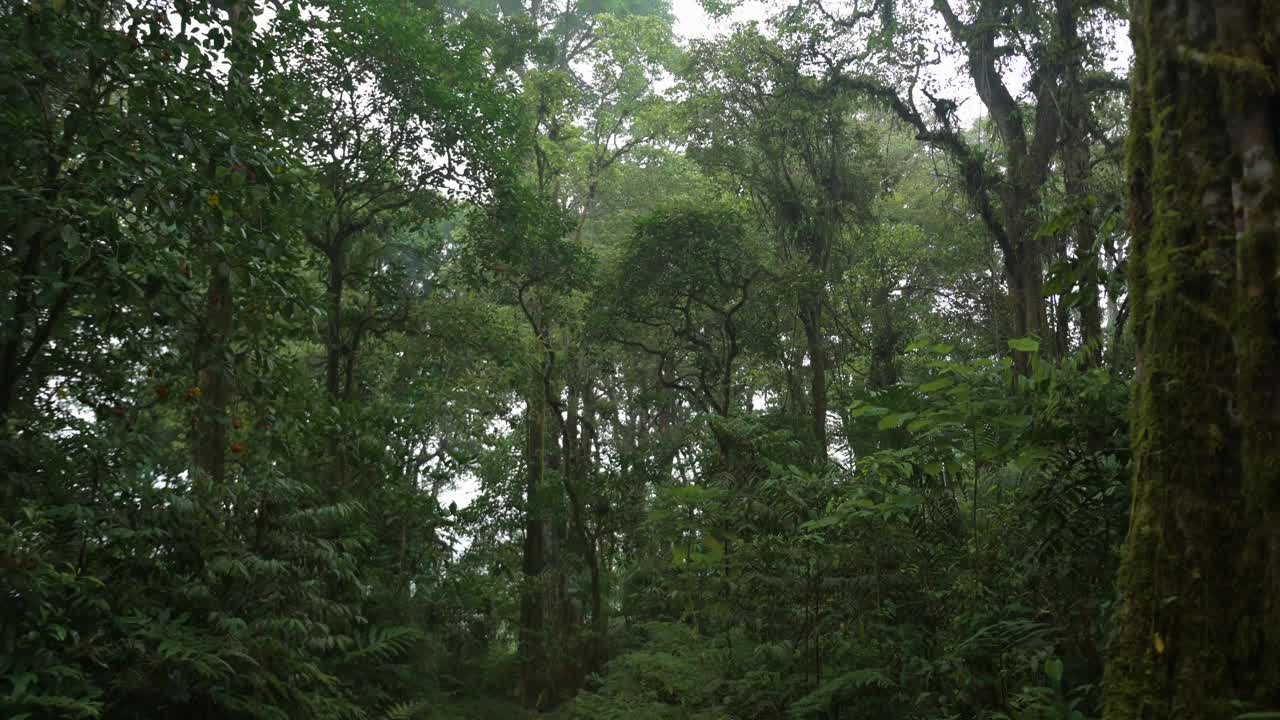 热带森林内部。热带雨林的背景。无人机拍摄的巴厘岛。视频素材