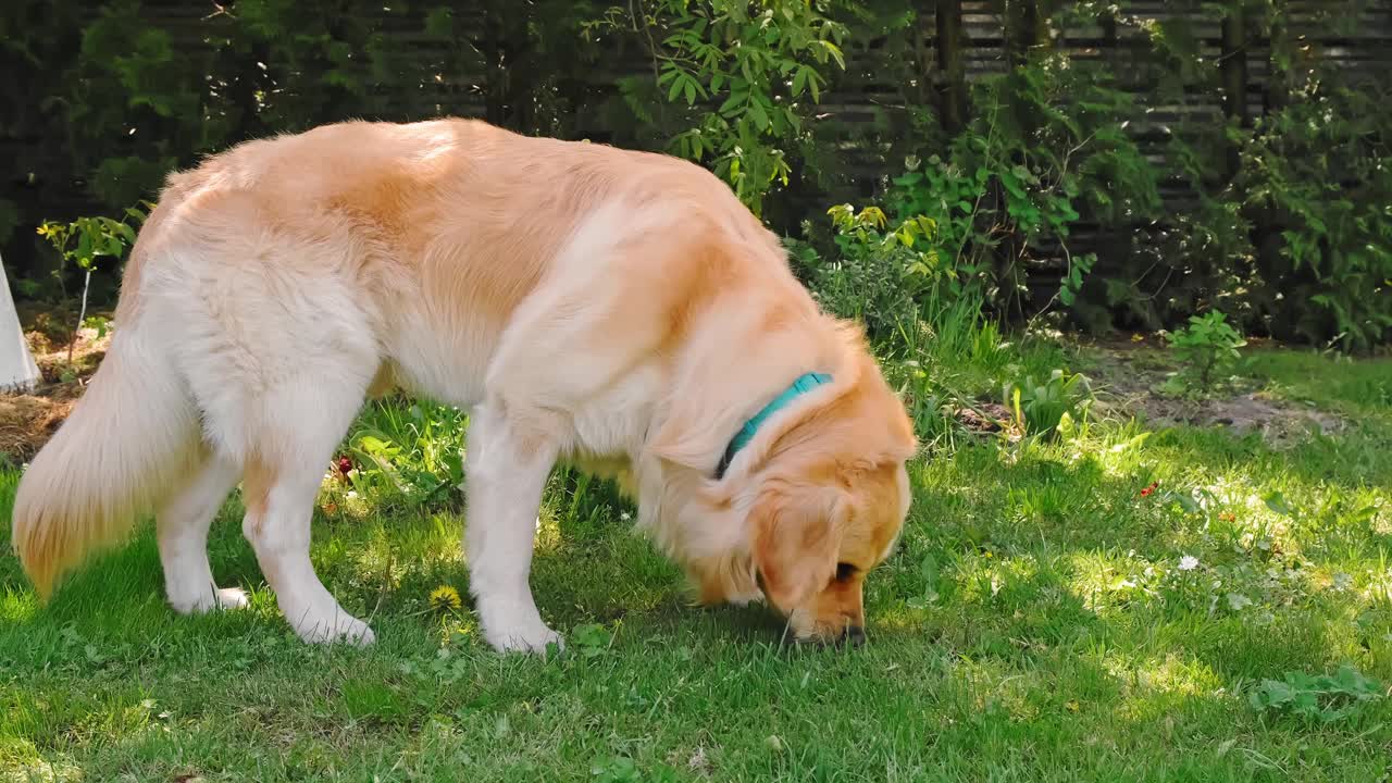 在后院嗅草的金毛猎犬。家庭宠物在绿色草坪背景特写。最善良的纯种狗。高贵的美丽。最好的朋友概念。大的小狗。高画质4K视频素材