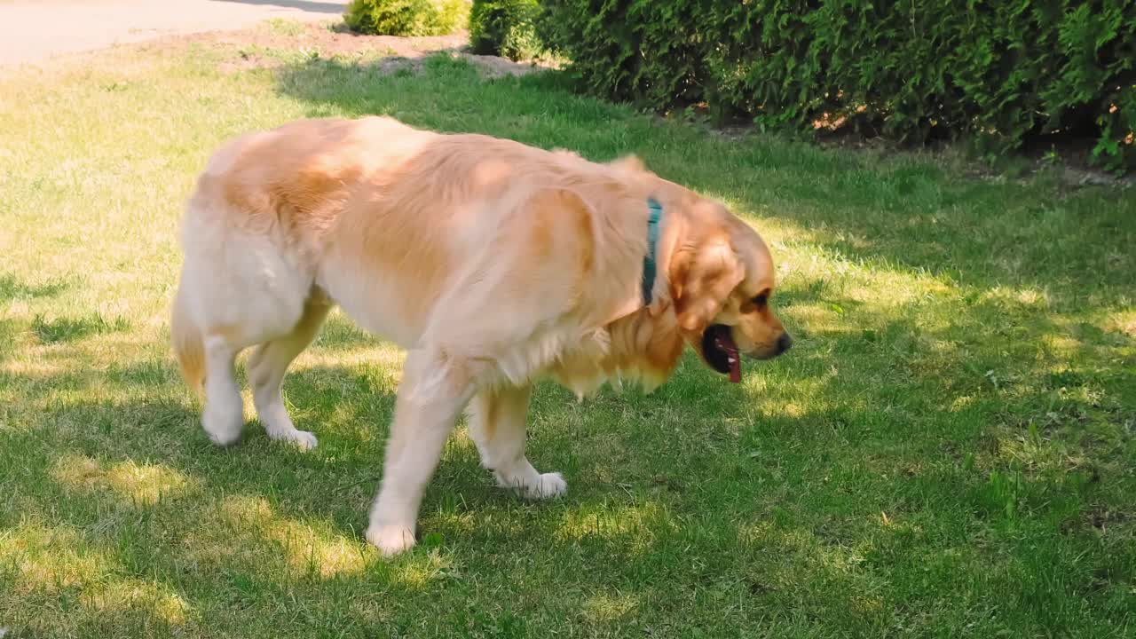 金毛猎犬穿过后院。家庭宠物在绿色草坪背景上。最善良的纯种狗。高贵的美丽。最好的朋友概念。大的小狗。高画质4K视频素材