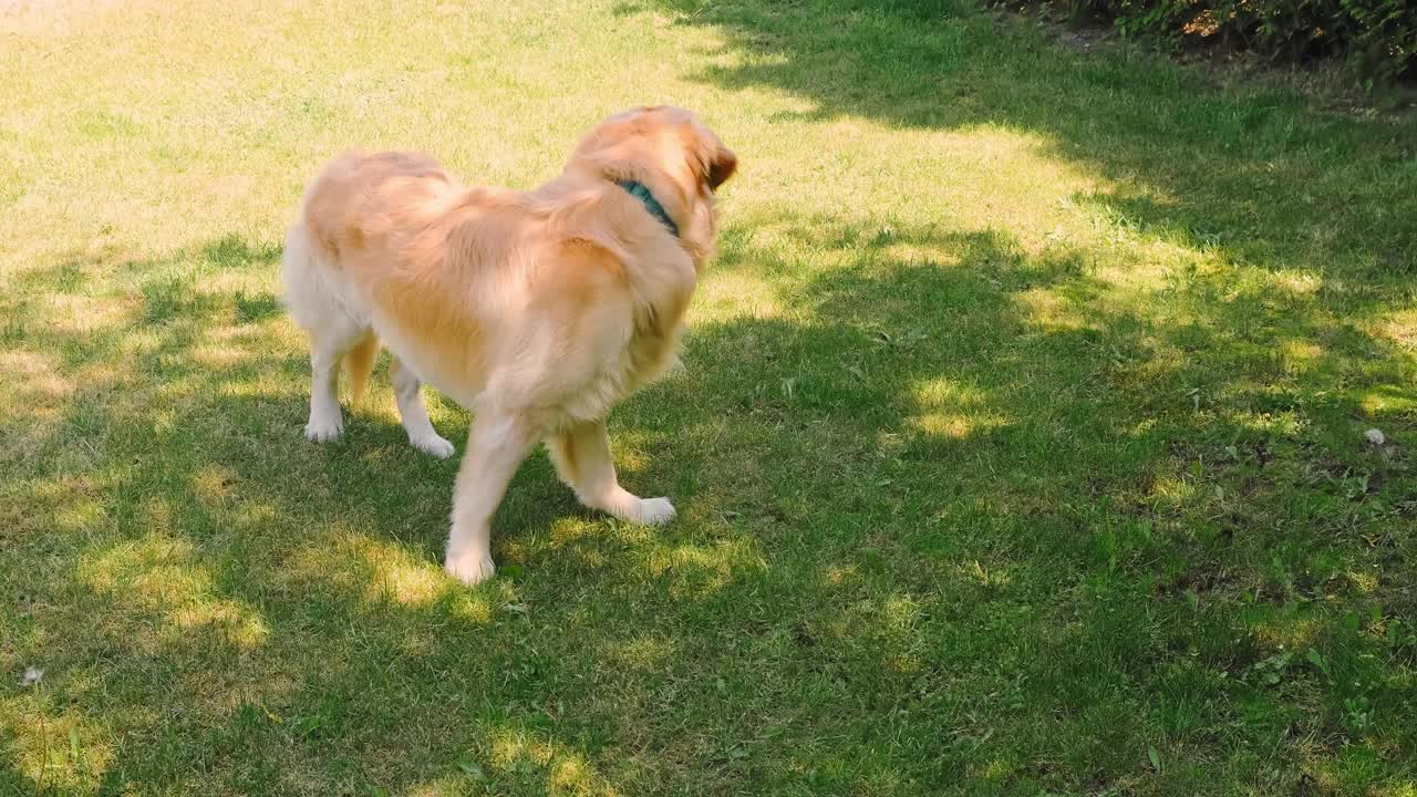 金毛猎犬站在绿色的草坪背景上环顾四周。纯种繁殖。高贵的美丽。最好的朋友概念。缓慢的运动。家庭宠物。最善良的品种。大的小狗。高画质4K视频素材