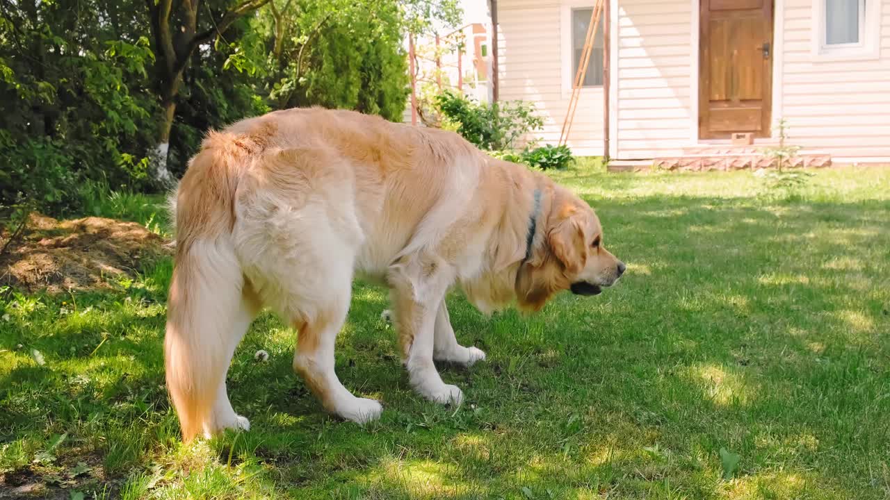 金毛猎犬在绿色的后院草坪上散步，嗅着，吃着，嚼着。可爱的纯种品种。最好的朋友概念。缓慢的运动。家里的宠物。这是一个善良的品种。4 k视频素材