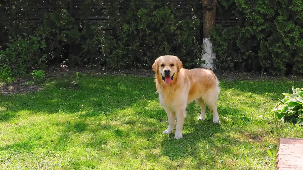 金毛猎犬站着穿过后院的绿色草坪。可爱的纯种品种。高贵的美丽。最好的朋友概念。缓慢的运动。高品质4K。家庭宠物。这是一个善良的品种视频素材