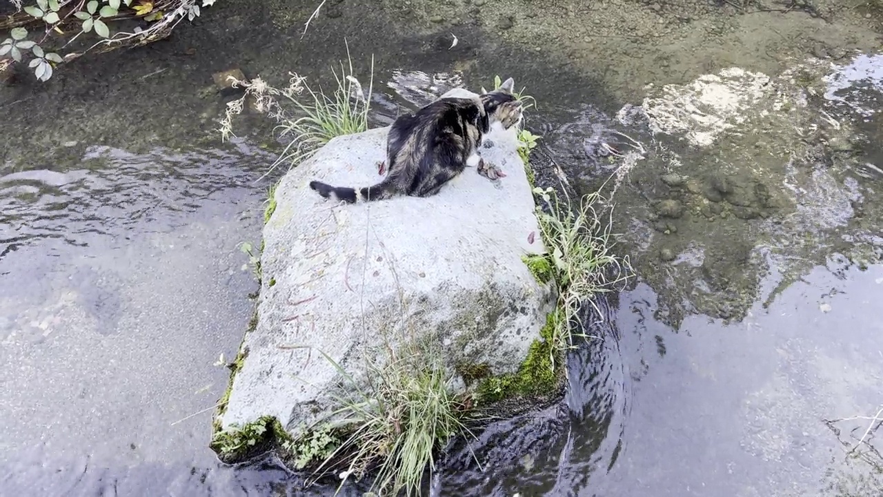 一只猫在河里的石头上的视频视频下载