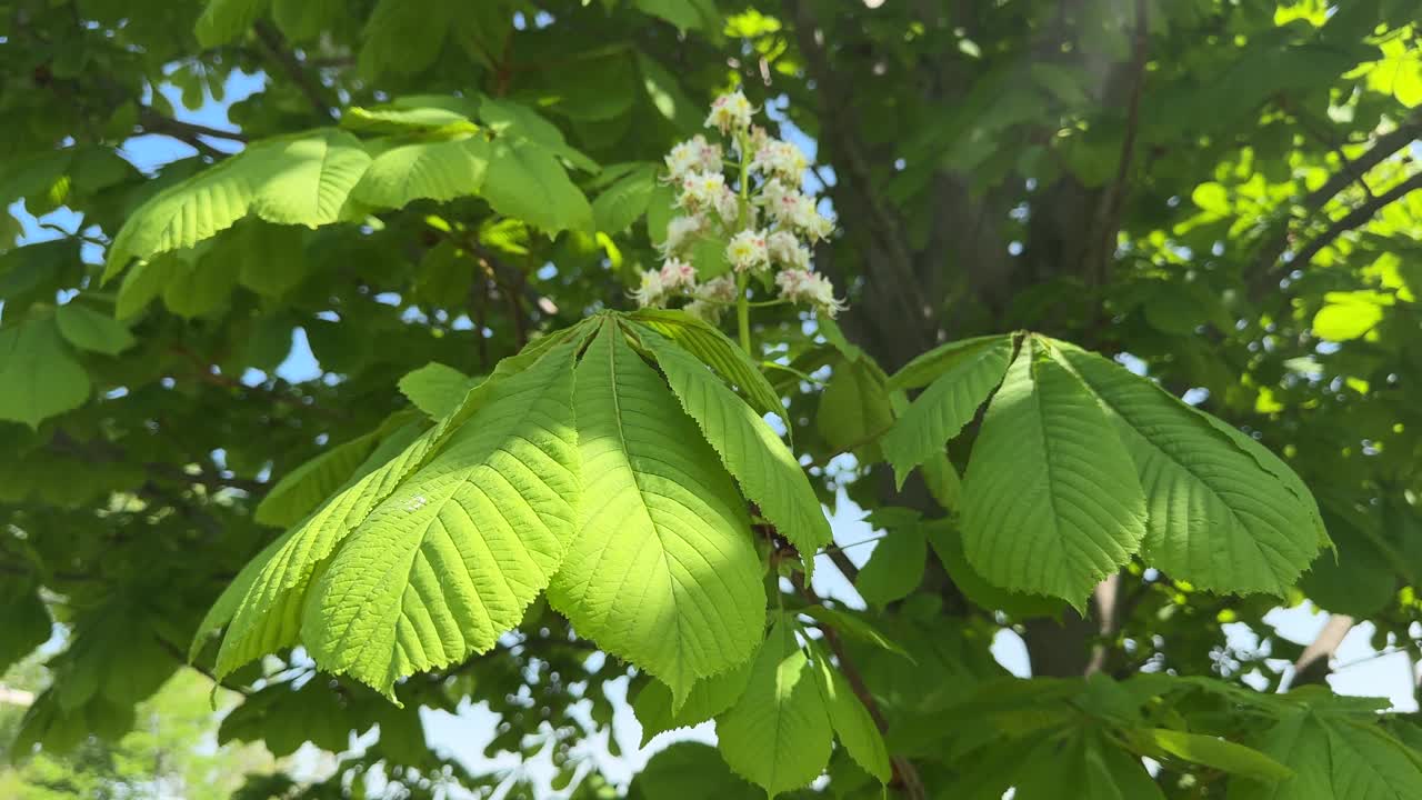 春天阳光灿烂的日子里的七叶树花视频下载