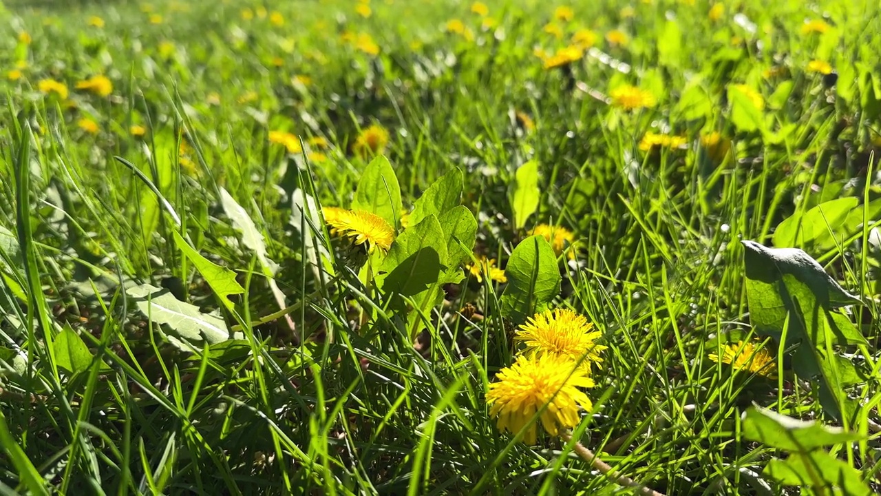 阳光明媚的日子里，蒲公英花的特写视频素材