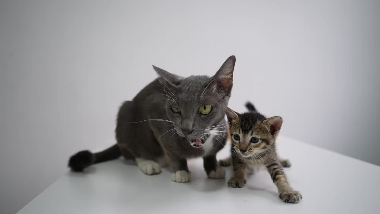 猫妈妈梳理小猫。视频素材