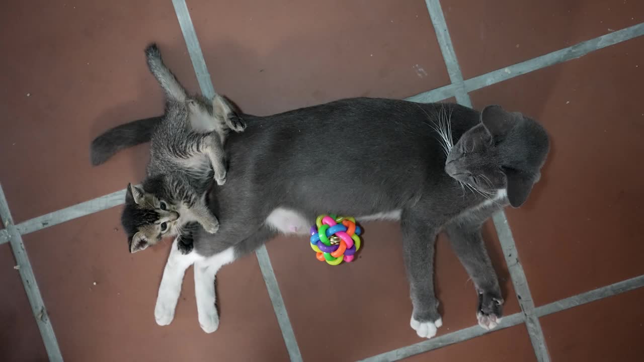 小猫躺在妈妈的身上。视频素材