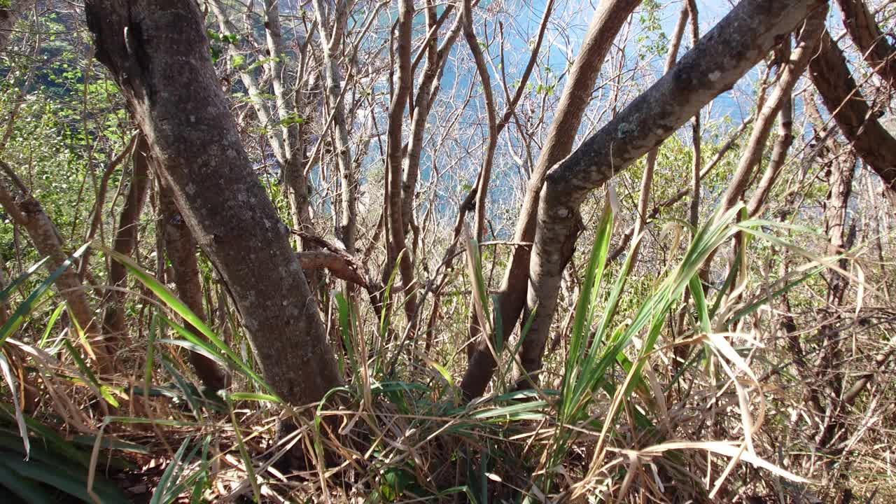 从植被中看到巴西里约热内卢的甜面包山视频下载