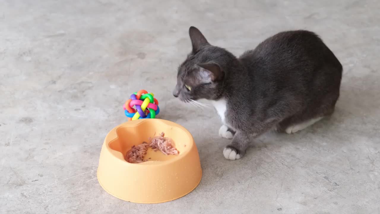 饥饿的猫从地上的碗里狼吞虎咽。视频素材