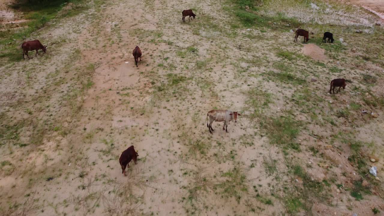 无人机拍下了俯视吃草的牛视频素材