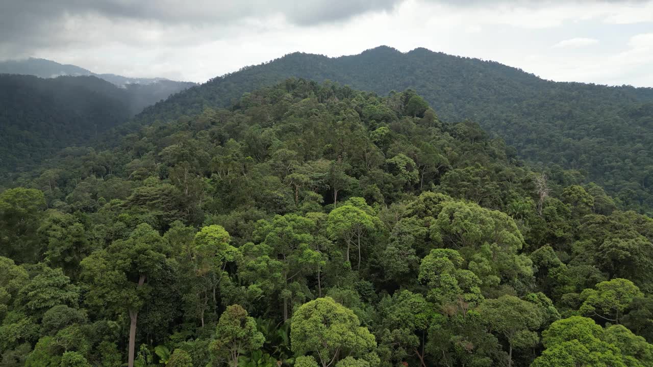阴天鸟瞰绿色的热带雨林视频素材