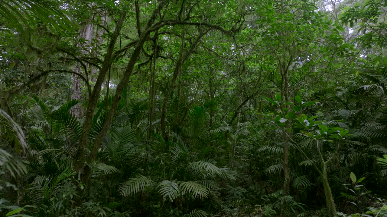 热带森林内部。热带雨林的背景。无人机拍摄的巴厘岛。视频素材