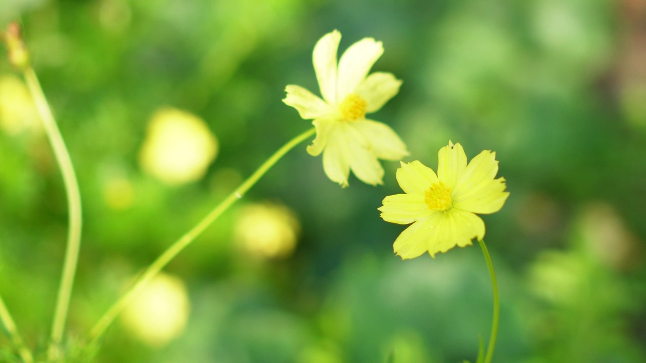 宇宙黄花视频素材