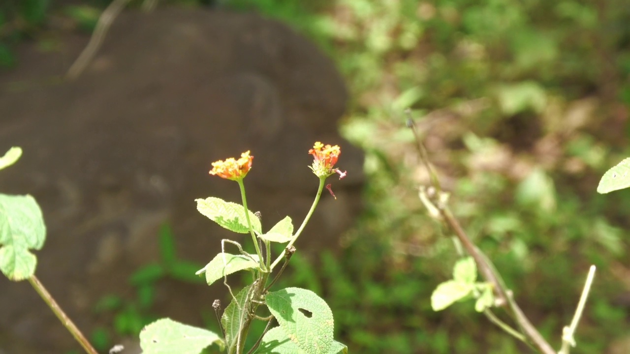 给花授粉的蝴蝶视频下载