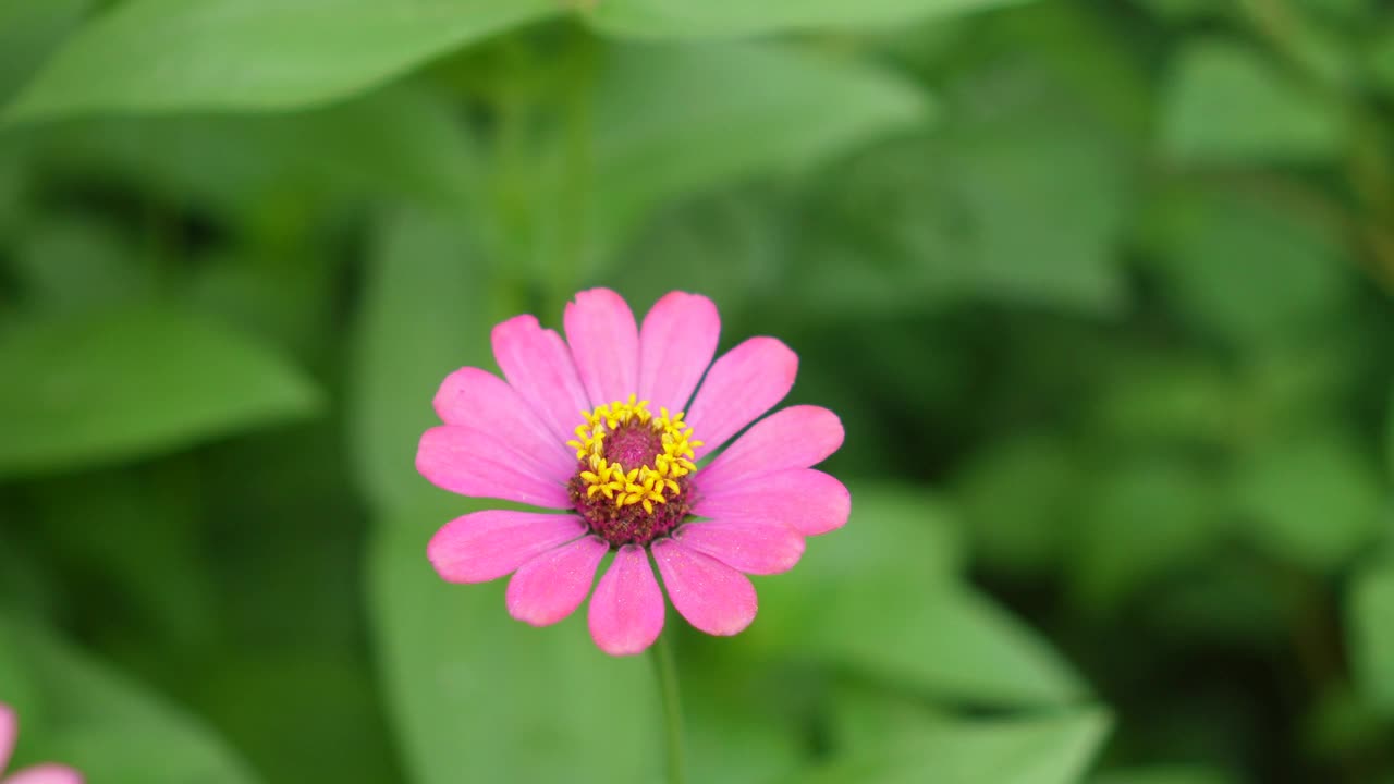 在自然背景模糊的花园里盛开着粉红色的百日菊视频素材