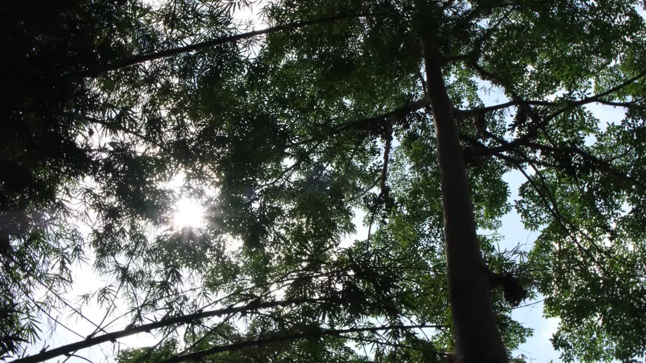 阳光从高大古树的叶子间照进来视频下载