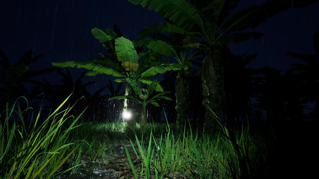 在寒冷的夜晚，雨水落在香蕉园里视频下载