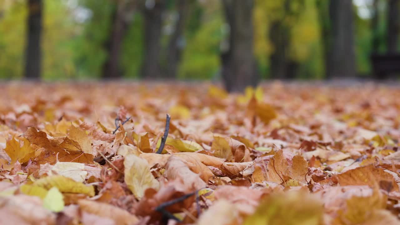 秋天的公园里，落叶覆盖地面的特写镜头视频下载