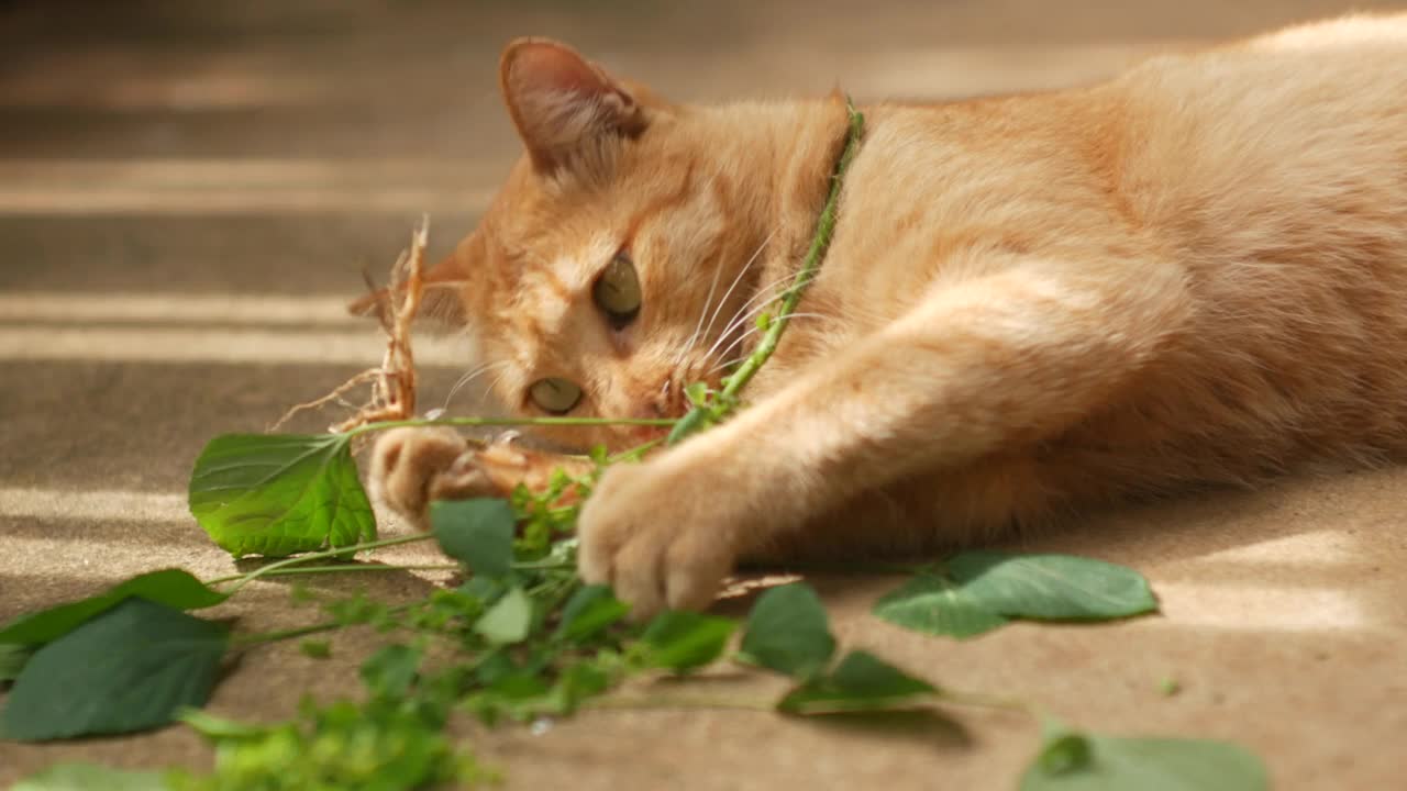 姜猫躺在地板上咀嚼吃像印度猫薄荷一样的植物的根，它的根对家猫的吸引力类似于猫薄荷。视频下载