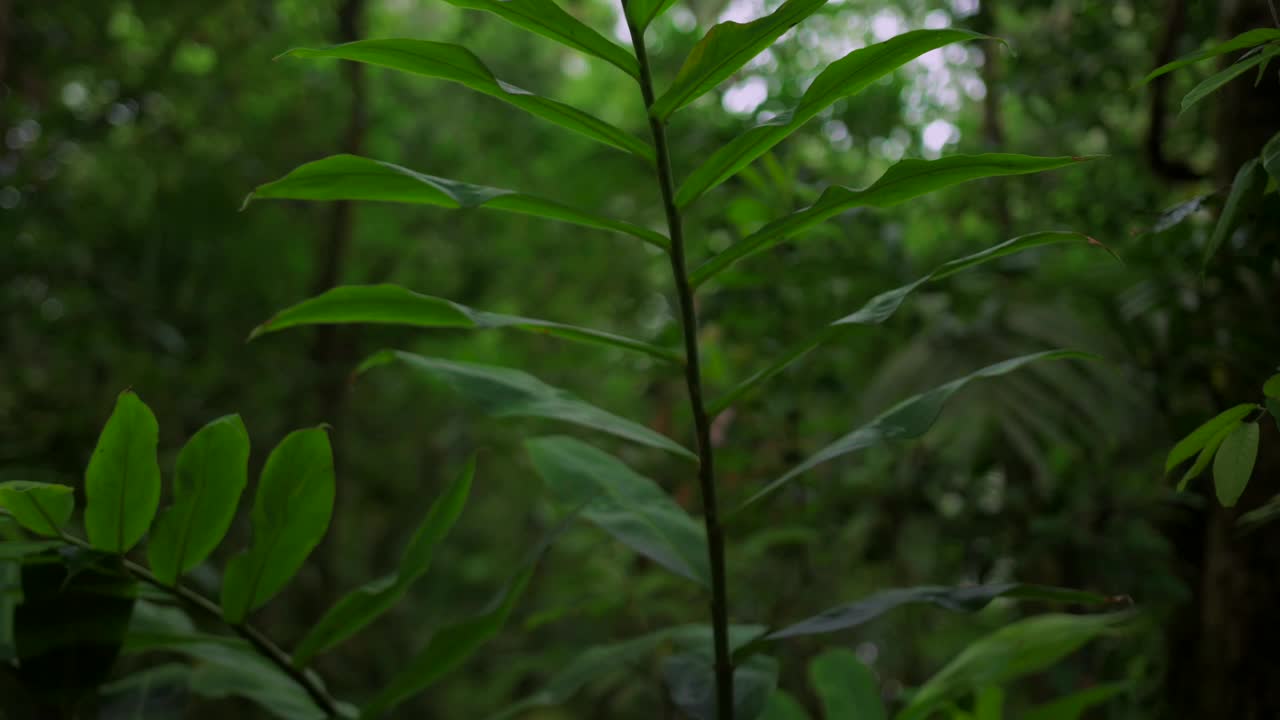 热带森林内部。热带雨林的背景。无人机拍摄的巴厘岛。视频素材