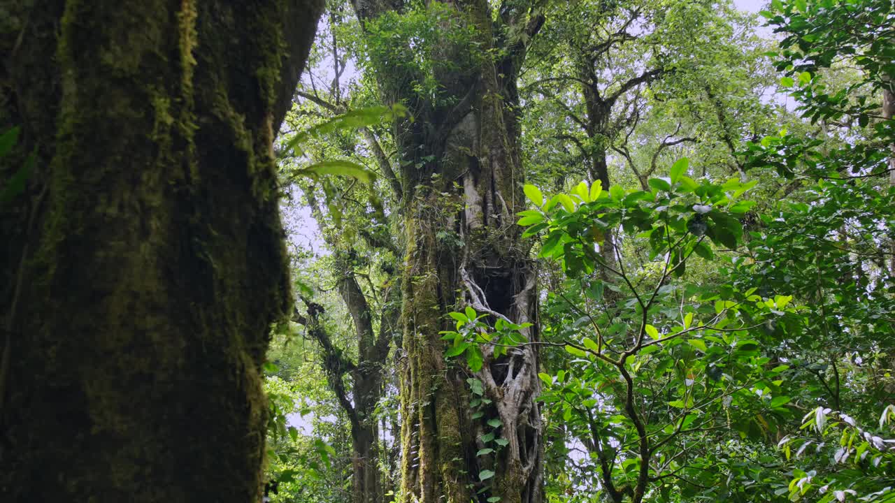 热带森林内部。热带雨林的背景。无人机拍摄的巴厘岛。视频素材