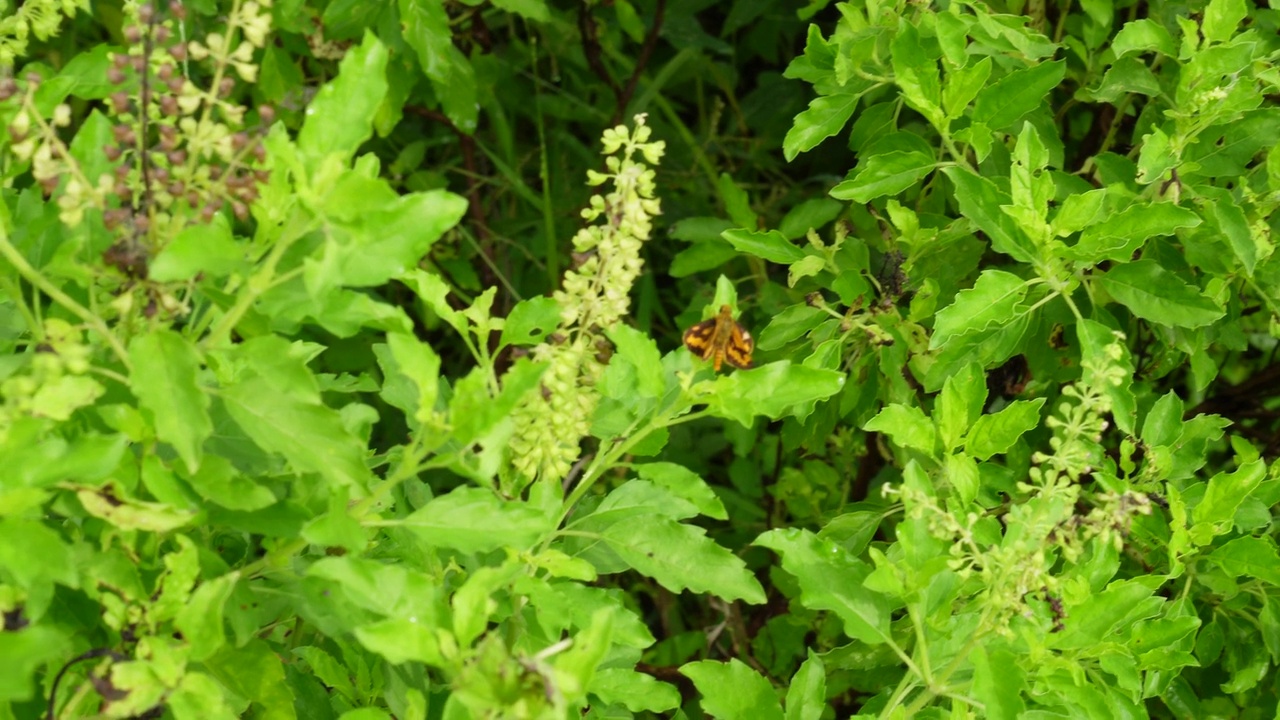 泰国圣罗勒(Ocimum tenuflorum sanctum)或Tulsi kaphrao圣罗勒是一种直立的，叶子红色的蔬菜，在自然背景下盛开在花园中视频素材