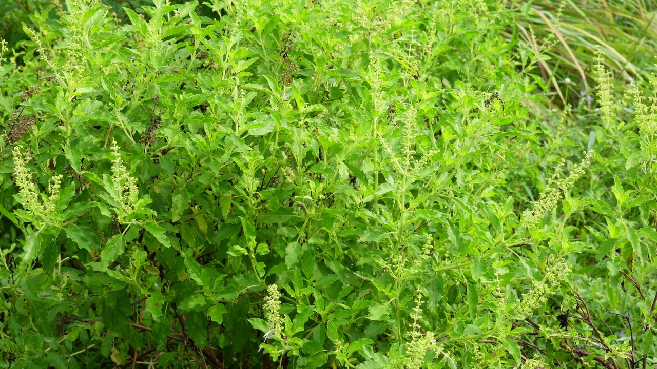 泰国圣罗勒(Ocimum tenuflorum sanctum)或Tulsi kaphrao圣罗勒是一种直立的，叶子红色的蔬菜，在自然背景下盛开在花园中视频素材