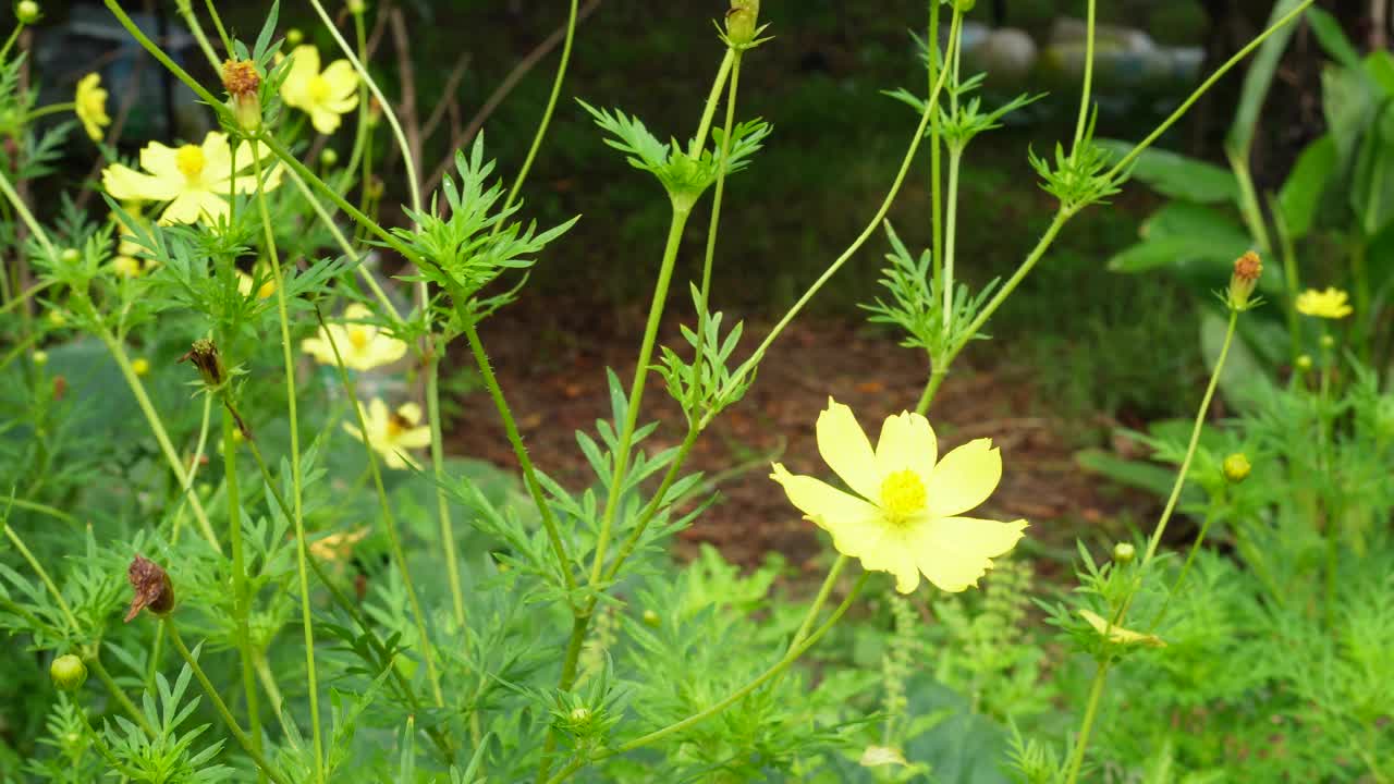 宇宙黄花视频素材