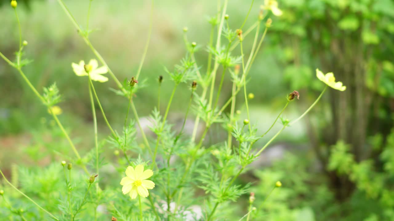 宇宙黄花视频素材