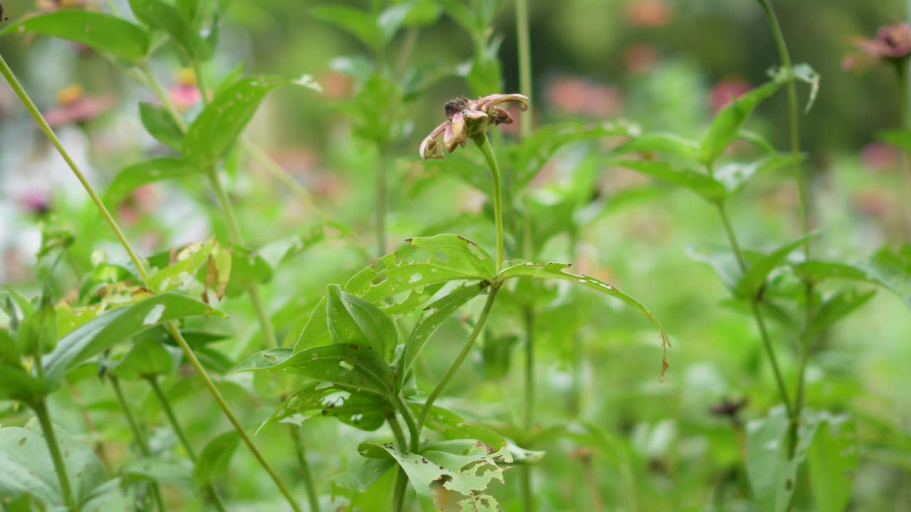 在自然背景模糊的花园里盛开着粉红色的百日菊视频素材