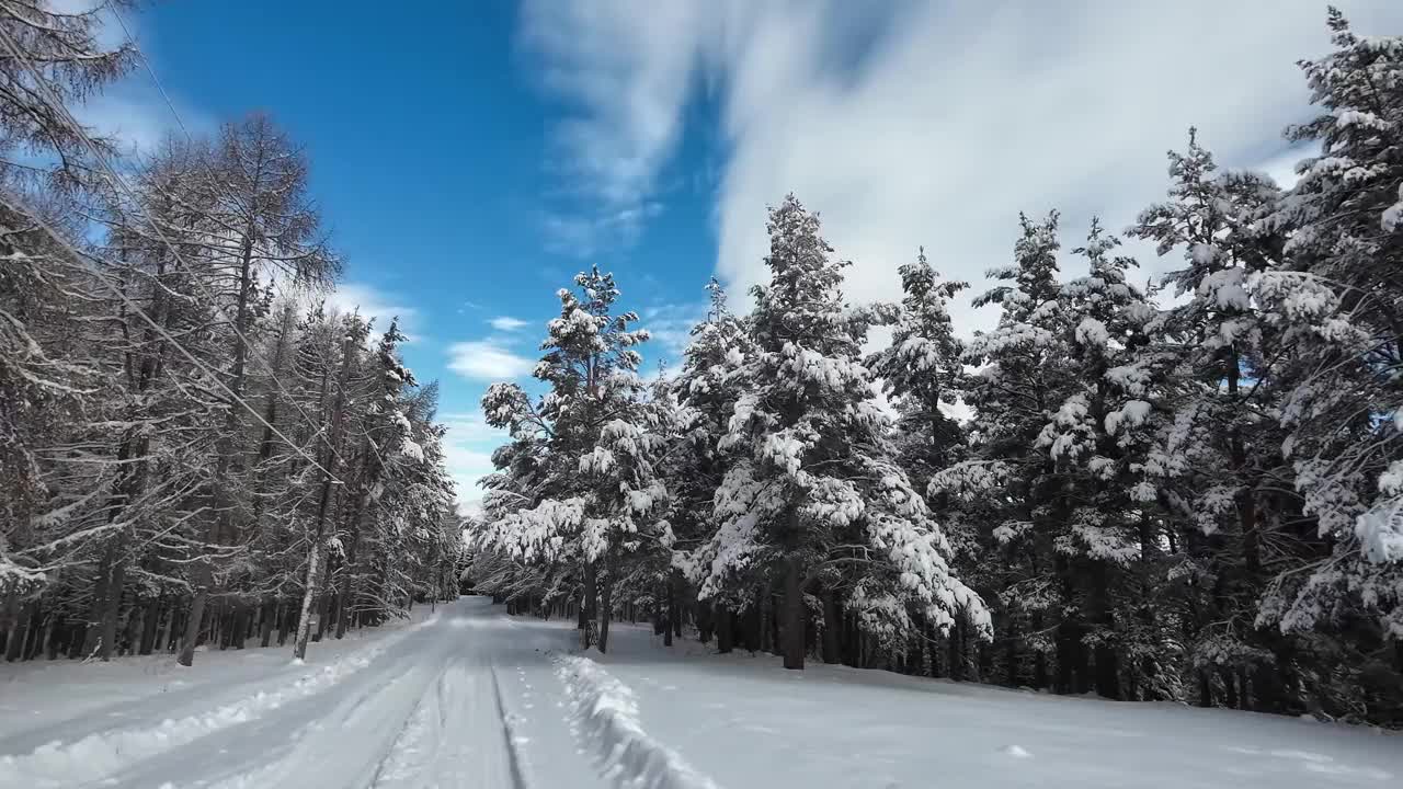 雪路穿过冬天的森林视频素材