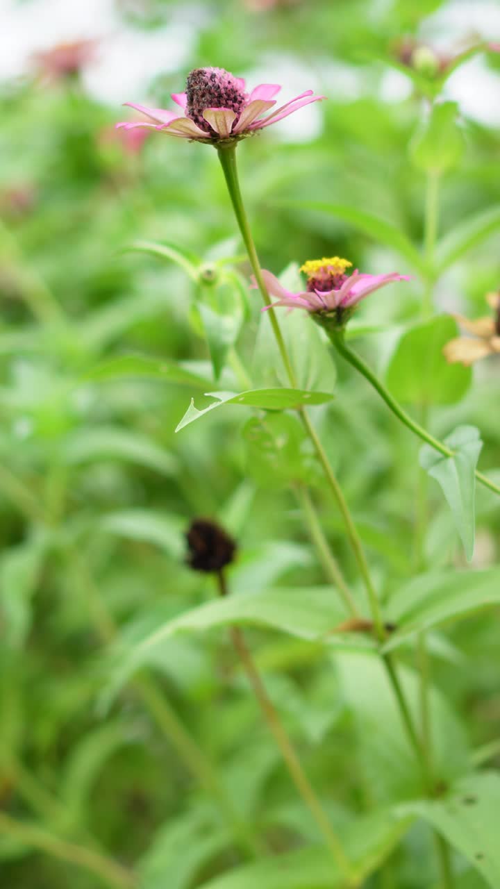 Zinna粉红色花视频素材