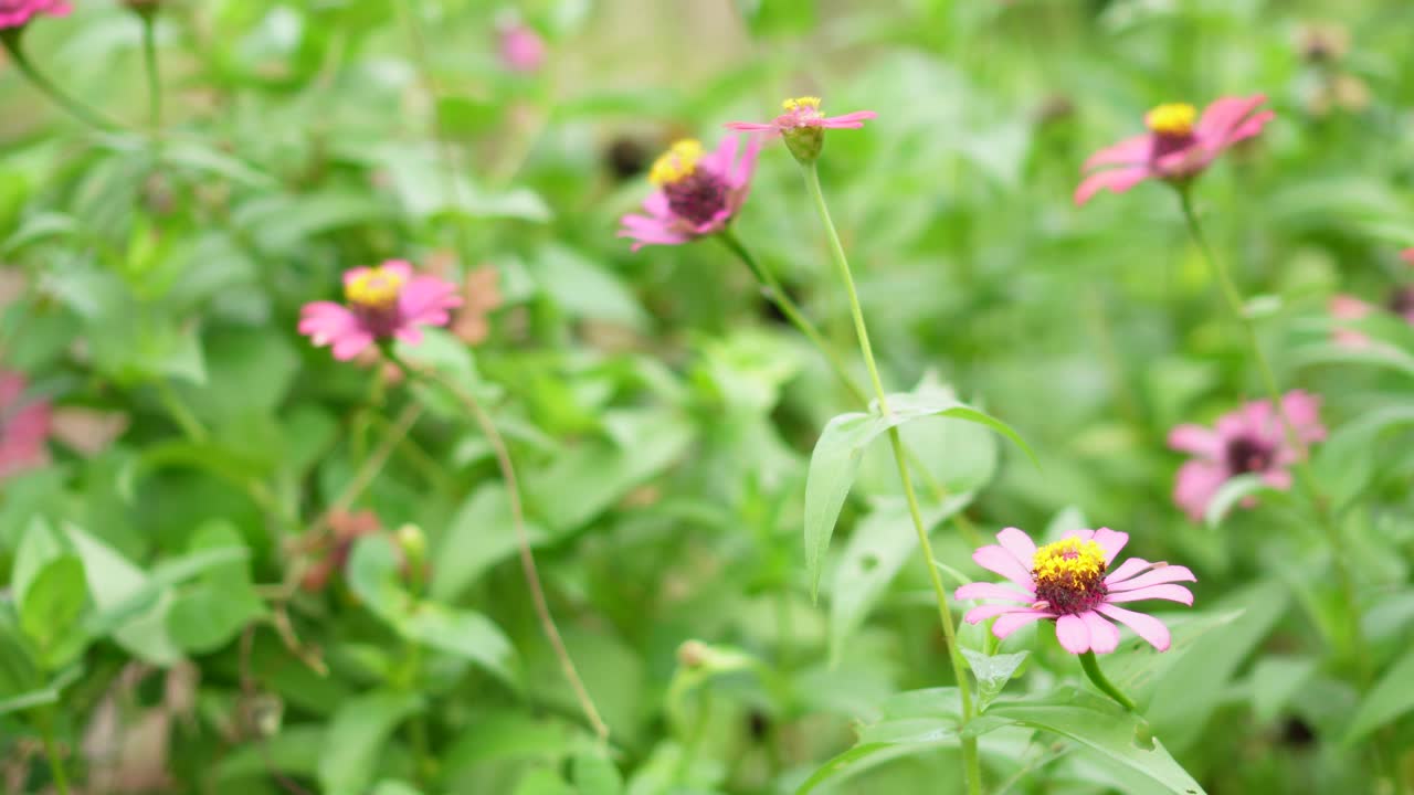 粉红色百日莲花视频素材