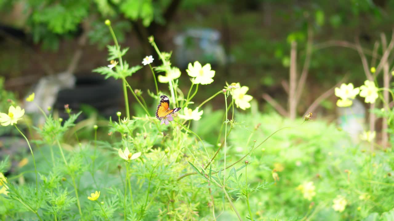 宇宙黄花视频素材