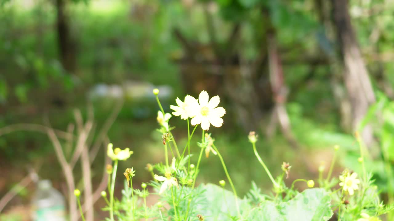 宇宙黄花视频素材