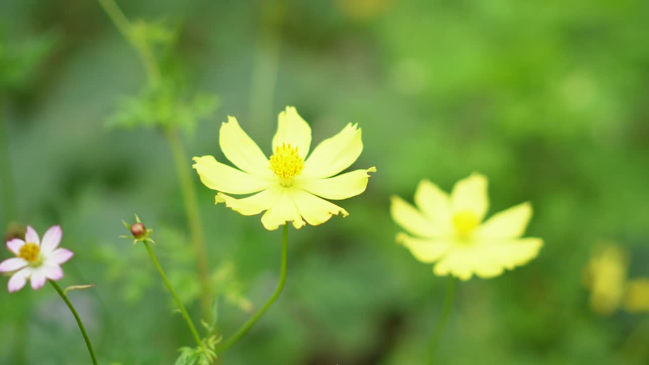 宇宙黄花视频素材