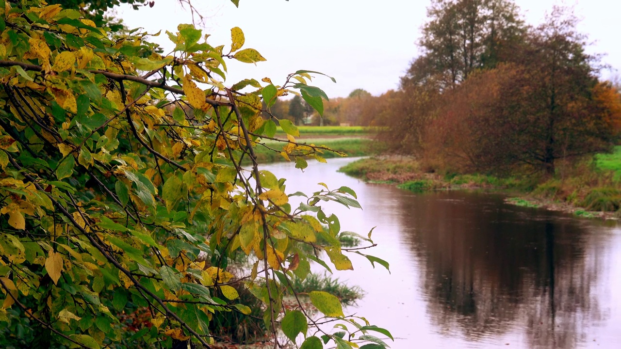 德国吉洪恩附近伊势河的秋天气氛，背景是一棵红树，前景是灌木上飞舞的叶子视频下载