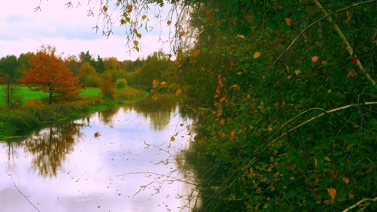 德国吉洪恩附近伊势河的秋天气氛，前景是半绿半黄的灌木视频下载