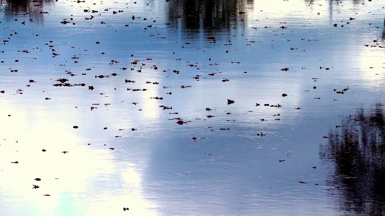 德国吉洪恩附近的伊势河的秋天气氛，落下的枯叶随着水流顺流而下视频下载