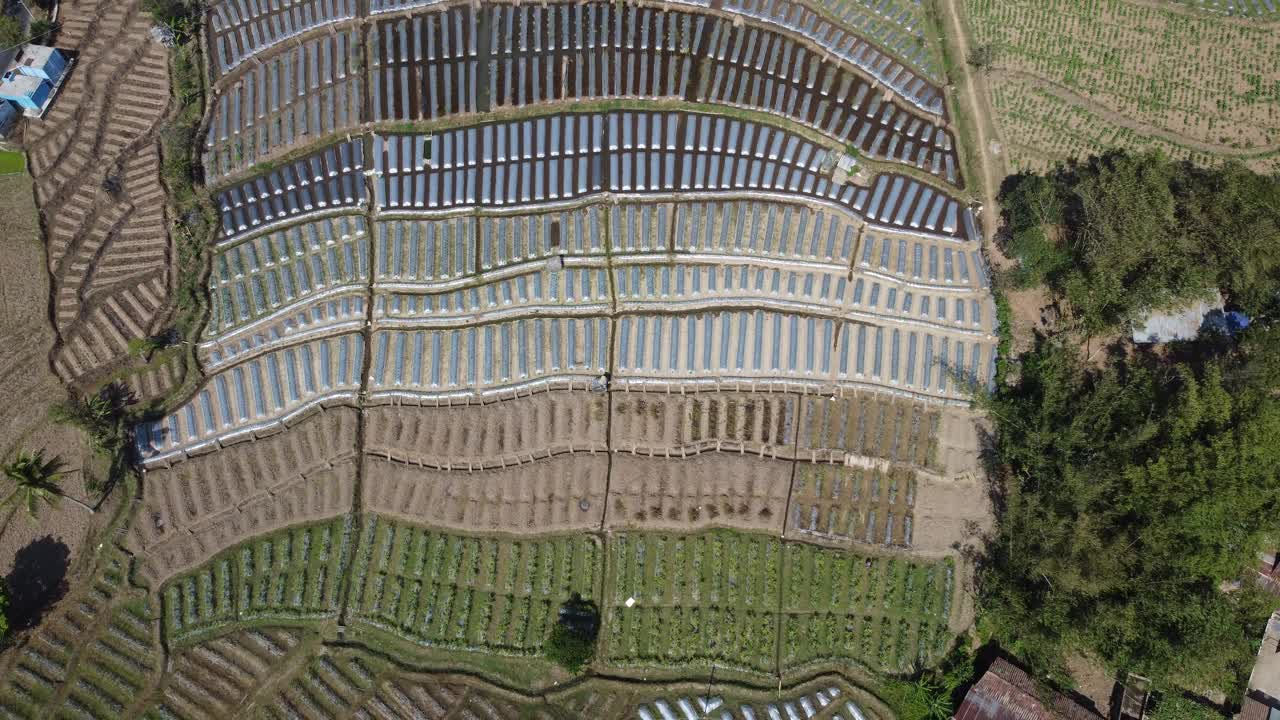 鸟瞰图为烟草种植准备的田地，非常大的烟草田地，印度尼西亚的烟草工业视频下载