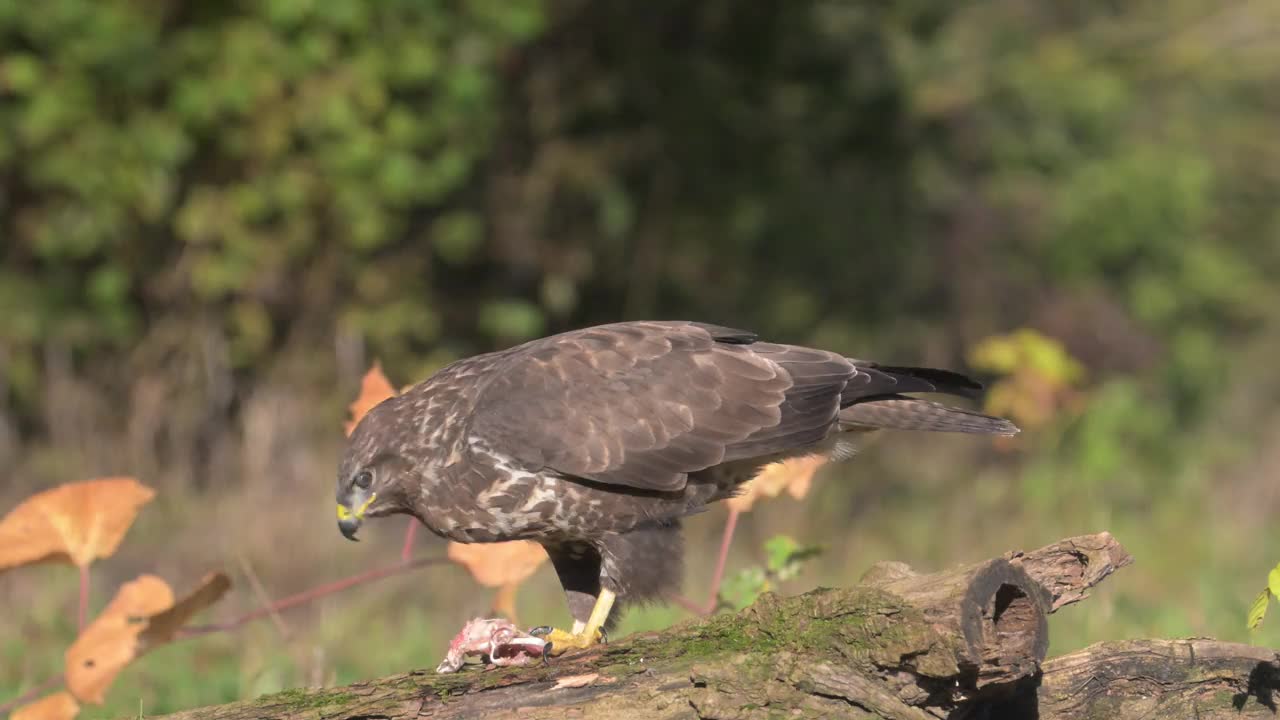 欧亚秃鹫(Buteo Buteo)视频素材