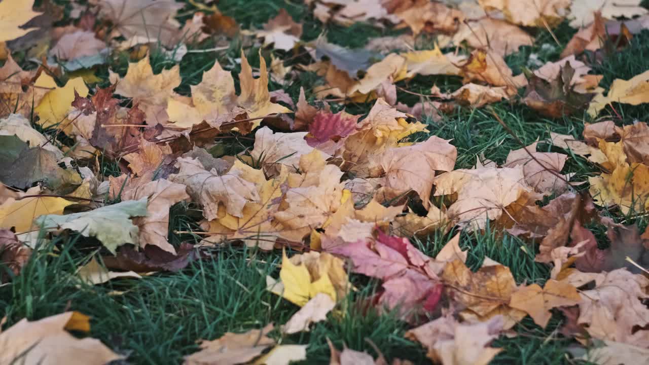 十月公园绿草坪上秋天枫叶的背景视频素材