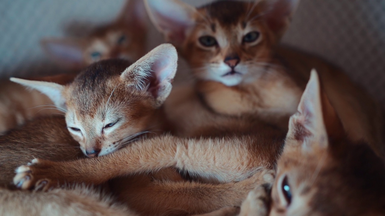 可爱的小猫咪阿比西尼亚品种躺在柔软的宠物屋睡觉的特写视频素材