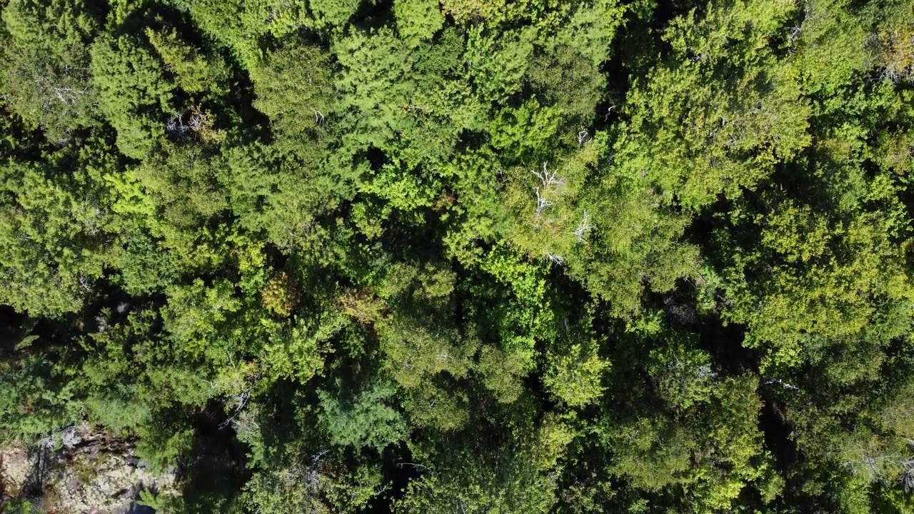 空中:茂密的树叶和崎岖的地形，基拉尼省立公园视频素材