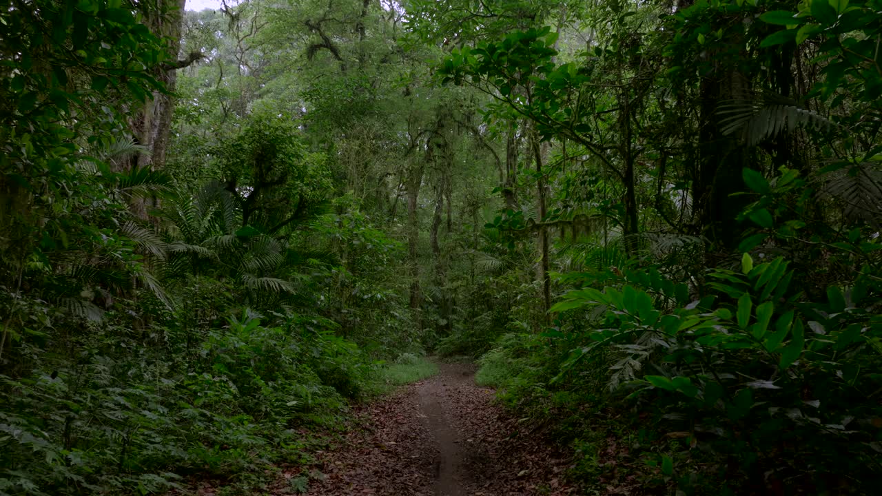 热带森林内部。热带雨林的背景。无人机拍摄的巴厘岛。视频素材